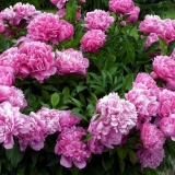 Mravi na božurima - kako ih se riješiti